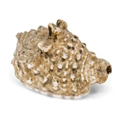 Coquillage Strombus Lentiginosus