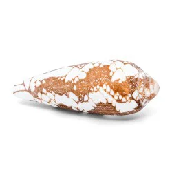 Coquillage Cône de Tulear