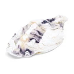 Coquille d'huitre