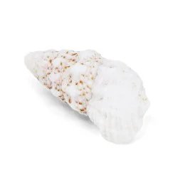 Coquillage Cerithium Vulgatum