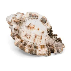 Coquillage Tutufa Bubo