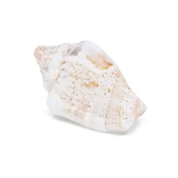 Coquillage Strombus