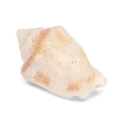 Coquillage Strombus 1