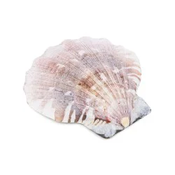 Coquille Saint-Jacques