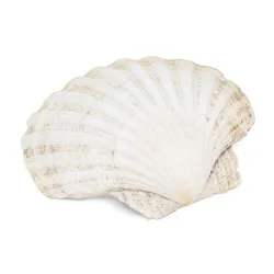 Coquille Saint-Jacques 1