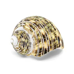Coquillage Bitacora Turbo burgo