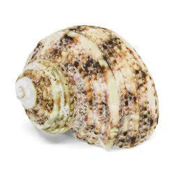 Coquillage Bitacora Turbo burgo 1