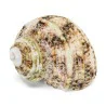 Coquillage Bitacora Turbo burgo 1