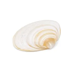Coquillage Austromactra Rufescens