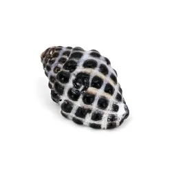 Coquillage Tenguella Granulata