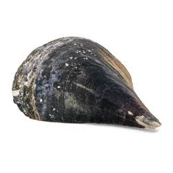 Coquille Aulacomya Atra /...