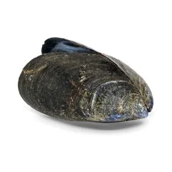 Coquille Moule (grand format)