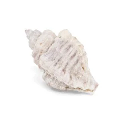Coquillage Ocenebra Erinaceus