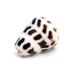 Coquillage Conus Ebraeus