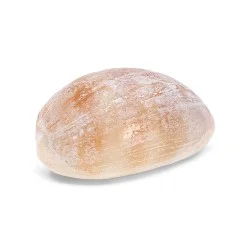 Coquillage Monetaria moneta