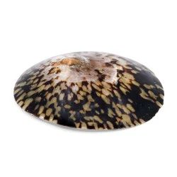 Coquillage Patelle Cellana polie