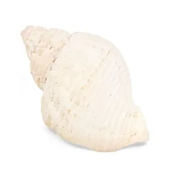 Coquillage Buccimidae