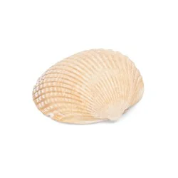 Coquillage cerastoderma edule ocre / orange