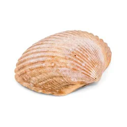Coquillage cerastoderma edule ocre / orange 1
