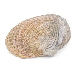 Coquillage cerastoderma edule ocre / orange 2