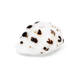 Coquillage Drupes