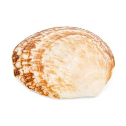 Coquillage Glycymerididae