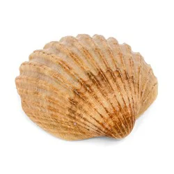 Coquillage Acanthocardia