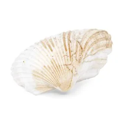 Coquillage Anadara Turonica