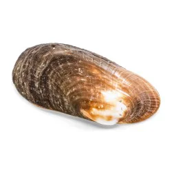 Coquillage Barbatia Amygdalumtastum