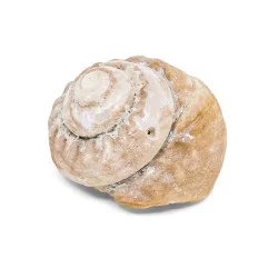Coquillage Cernuella Aginnica