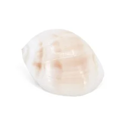 Coquillage Mammilla Melanostoma