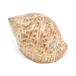Coquillage Tonnidae Tonna Perdrix