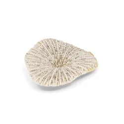 Corail blanc 3