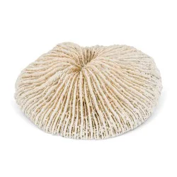 Corail blanc