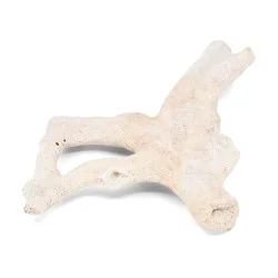 Corail blanc 1