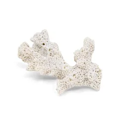 Branche de corail blanc 1