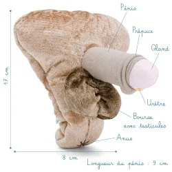 Modèle anatomique intersexué de pénis avec Hypospadias en peluche