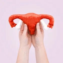 Modèle anatomique utérus en peluche taille réelle