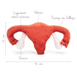 Modèle anatomique utérus en peluche taille réelle