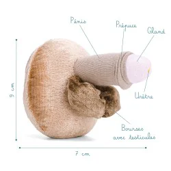 Modèle anatomique de pénis petit en peluche