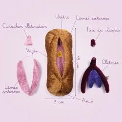 Modèle anatomique Vagin+Vulve Mutilations Génitales Féminines en peluche