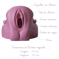 Location Modèle anatomique de Vagin + Vulve en silicone