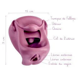 Location Modèle anatomique de Vagin + Vulve en silicone