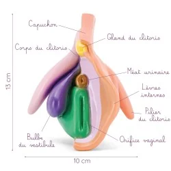Location Modèle anatomique de vulve clair en PVC