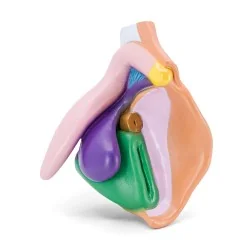 Modèle anatomique de vulve clair en PVC