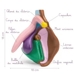 Modèle anatomique de vulve foncé en PVC