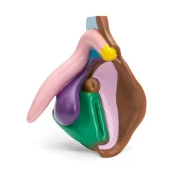 Modèle anatomique de vulve foncé en PVC