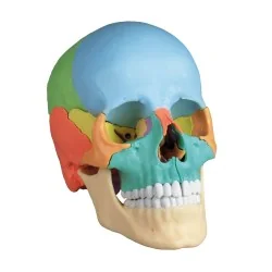Modèle de crâne articulé, 22 parties, type didactique