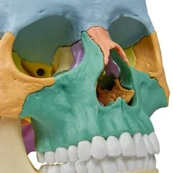 Modèle de crâne articulé, 22 parties, type didactique 2