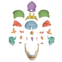 Modèle de crâne articulé, 22 parties, type didactique 3